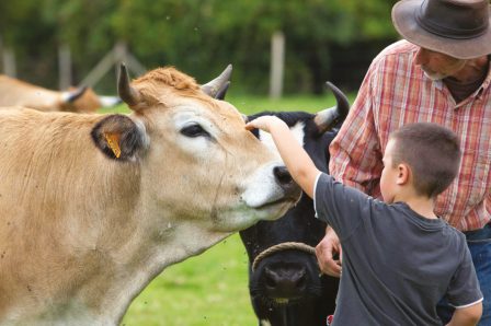 Vaches_Nantaises_et_Pie_Noires_Bretonnes-Accueil-Paysan